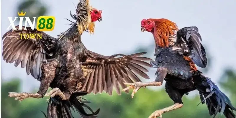 Hướng Dẫn Cược Đá Gà