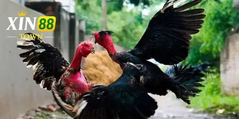 Ws168 Đá Gà - Khám Phá Nền Tảng Đá Gà Trực Tuyến Hàng Đầu 4 Các Loại Hình Đá Gà Được Cung Cấp: Đa Dạng Và Hấp Dẫn
